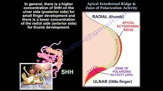 Apical Ectodermal Ridge zone polarizing Activity Everything You Need To Know  Dr Nabil Ebraheim [upl. by Kal627]