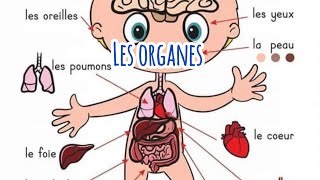 L’anatomie du corps humain le système digestif « les organes » [upl. by Shepard]