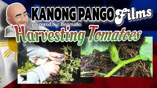 HARVESTING MY TOMATOES KALABASA [upl. by Ludie]