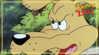 BLINKY BILL AND THE LOST PUPPY  Episode 12  Season 2  The Adventures of Blinky Bill [upl. by Kalasky560]