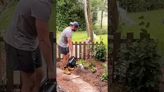 Transforming My Side Yard into a Native Wildflower Garden flowers garden youtubeshorts [upl. by Kylie535]