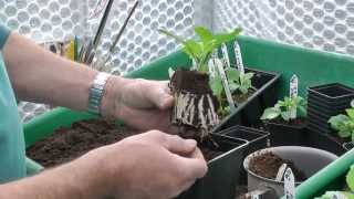 Taking Dahlia Cuttings [upl. by Ladnor]