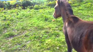 Foal with broken Fetlock Joint [upl. by Nnylyoj302]