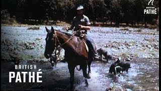 New Zealand Sheep 1955 [upl. by Nerissa]