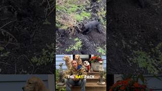 ⚠️ DOG TRAINER REACTS ⚠️  Terrier hunting rats 🐀 dog reaction dogreaction [upl. by Namyw]