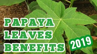 papaya leaves benefits [upl. by Annoiek]