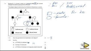 LIFE SCIENCES GRADE 12 PAPER 2 GENETICS PEDIGREE THUNDEREDUC BY MSAIDI [upl. by Jehoash]