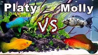 Platy vs Molly Fish Consider These Aspects BEFORE You Buy [upl. by Paver361]