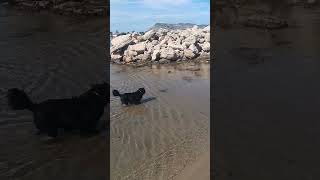 Notre chienne Lunares découvre cette plage de Cullera et se baigne dans une eau transparente calme [upl. by Heath97]