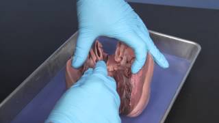 Carolinas Perfect Solution® Pig Heart [upl. by Baptista]