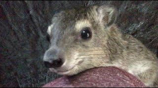 Squiggy The Hyrax Replies To Wild Boyfriend [upl. by Leinehtan]