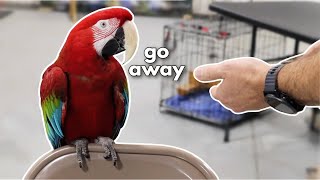 HOW TO TRAIN A MEAN MACAW PART 1 [upl. by Hoem]