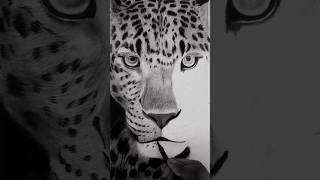 Hyper Realistic Drawing  Leopard Sketch art cat [upl. by Allecsirp]