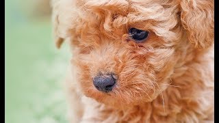 Poochon Puppies [upl. by Ahsein]