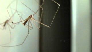 Cellar spider Pholcidae [upl. by Edals]