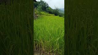 Gathering of riceOryza sativa before harvest🌾 shorts shortvideo ytshorts rice food [upl. by Karp]