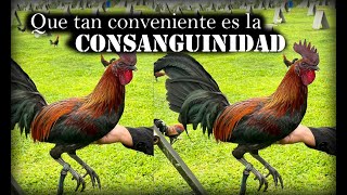 Que tan conveniente es la consanguinidad [upl. by Erde]