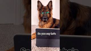 Derek vs History Class😂😅 germanshepherd dog youtubeshorts [upl. by Manvil]