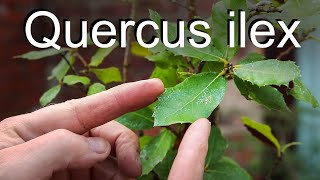 Holm Oak bonsai  Quercus Ilex [upl. by Llebpmac]