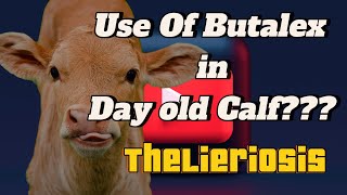 Theileriosis In Cattle Symptoms  Theileria In Cattle  Theileriosis Treatment in Cattle [upl. by Peyter386]