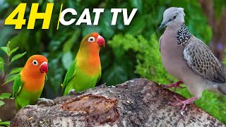 4 Hours of Bird Watching for Cats  Ultimate Feline Entertainment  CatTV Central [upl. by Nillor]