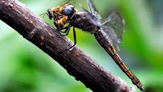 Dragonflies eating my Honey Bees [upl. by Glarum969]