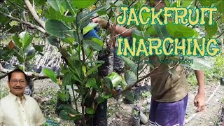 Part4 Approach grafting and inarching  Vegetative propagation in jackfruit by Sec Manny Piñol [upl. by Siloam]