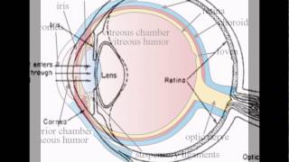 The Eye Ks2 [upl. by Horace296]