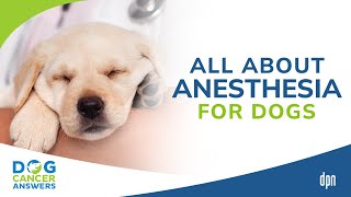 All About Anesthesia for Dogs  Tasha McNerney CVT [upl. by Eusebio]