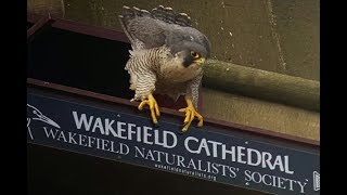 Wakefield Peregrine Falcon Project  Live Nest Cam [upl. by Evonne]