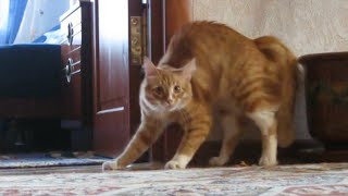 Adrenaline Cats  Funny Cat Video Compilation 2020 [upl. by Mccallion]