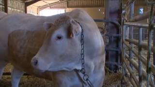 Cest la saison des foires aux bœufs gras en Aveyron [upl. by Earlene]