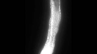 Polar Cell Growth Machinery in Pollen Tubes Supplemental Video 3 [upl. by Erlene]