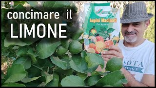 Concimare il limone con i lupini macinati [upl. by Nananne955]