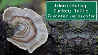 Identifying Turkey Tail Mushrooms and Two Lookalikes [upl. by Llezniuq]