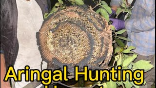 Hornet  Aringal  Asian Giant Hornet Hunting Nepal Surumkhim Taplejung [upl. by York]