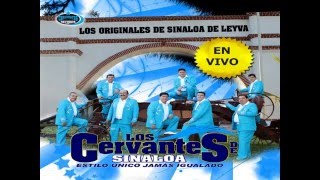 LOS GIRASOLES  LOS CERVANTES DE SINALOA EN VIVO [upl. by Keg]