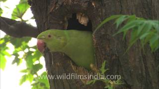 Roseringed Parakeet Psittacula krameri at nesthole [upl. by Enairb]