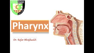 Anatomy of Pharynx [upl. by Stannfield790]