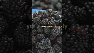 Surprising Facts About Blackberries facts fruits healthylifestyle healthyliving [upl. by Seys]