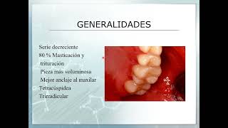 PRIMER MOLAR SUPERIOR [upl. by Ardnuhsal]