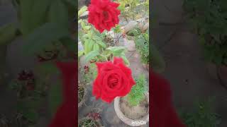 Highbreed Rose  shokher Chadbagan shortsfeed shortvideo [upl. by Arob]