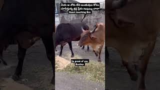 Animals Need Love help 😢 shortvideo shorts short music viralvideo helping animallover [upl. by Buller451]