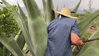 CAPANDO MAGUEY PARA EL AGUAMIEL 😱 [upl. by Neehs]