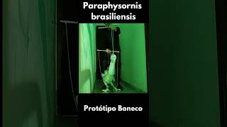 Paraphysornis brasiliensis  Protótipo 2 Boneco de cordas [upl. by Alisa]