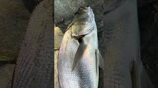 Solid Jewfish fishing sydneyfishing mulloway flathead [upl. by Boj]