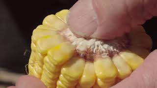 Successful Corn Silage  Harvest timing [upl. by Brock]