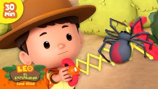 🪲🐞 ¡LAS MEJORES AVENTURAS CON INSECTOS 🐛 ¡Arañas venenosas y más  Leo El Explorador  Animación [upl. by Millian]