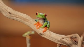 5 Cool Facts about RedEyed Tree Frogs  Pet Reptiles [upl. by Kcirevam38]