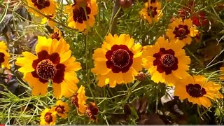 1814  Coreopsis Tinctoria  All season annual  Inhe kab kab grow karen  Tickseed Tick seed [upl. by Etterb]